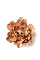 May Birth Flower - Hawthorn - Chive US Wholesale