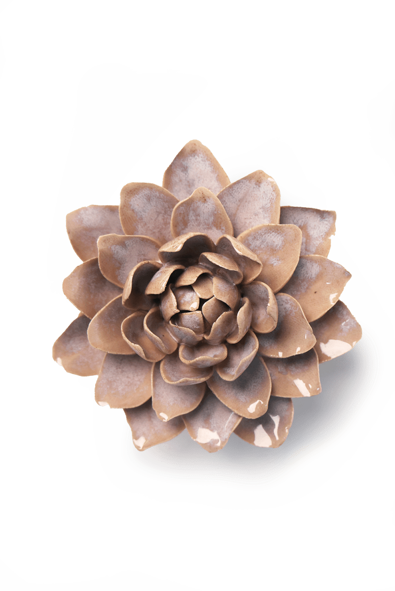FR21 Pink Sand Starbrite Water Lily - Chive US Wholesale