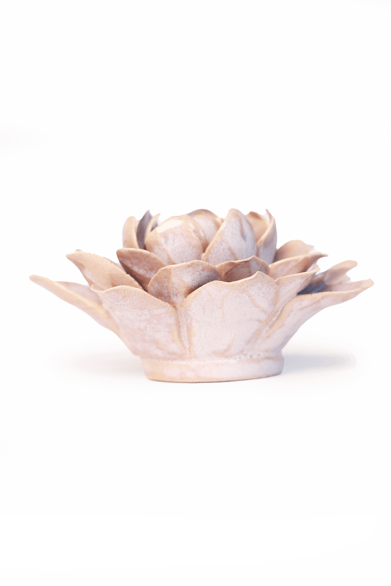 FR21 Pink Sand Starbrite Water Lily - Chive US Wholesale