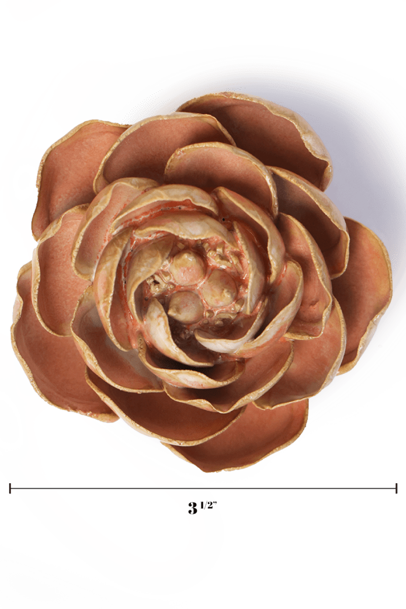 FR22 Peach Pink Big Ben Peony - Chive US Wholesale