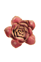 December Birth Flower - Narcissus - Chive US Wholesale