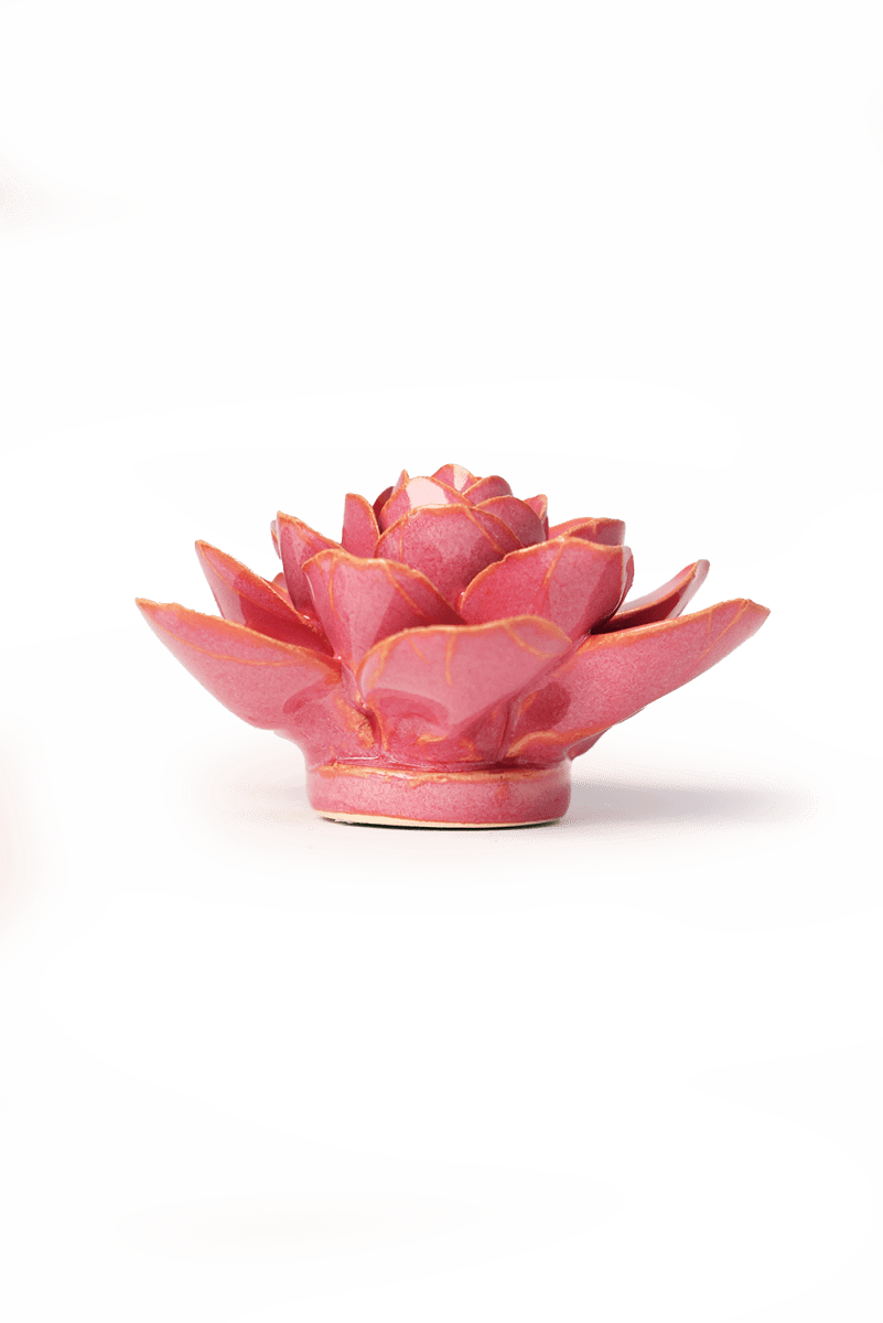 FR32 Blush Pink Begonia - Chive US Wholesale