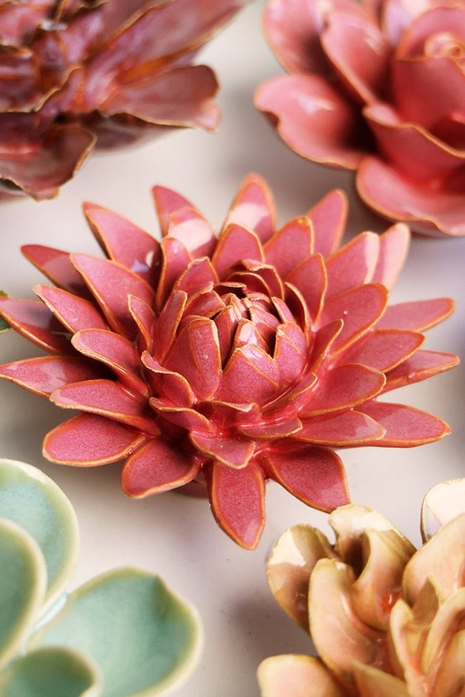 FR37 Blush Pink Strawflower - Chive US Wholesale