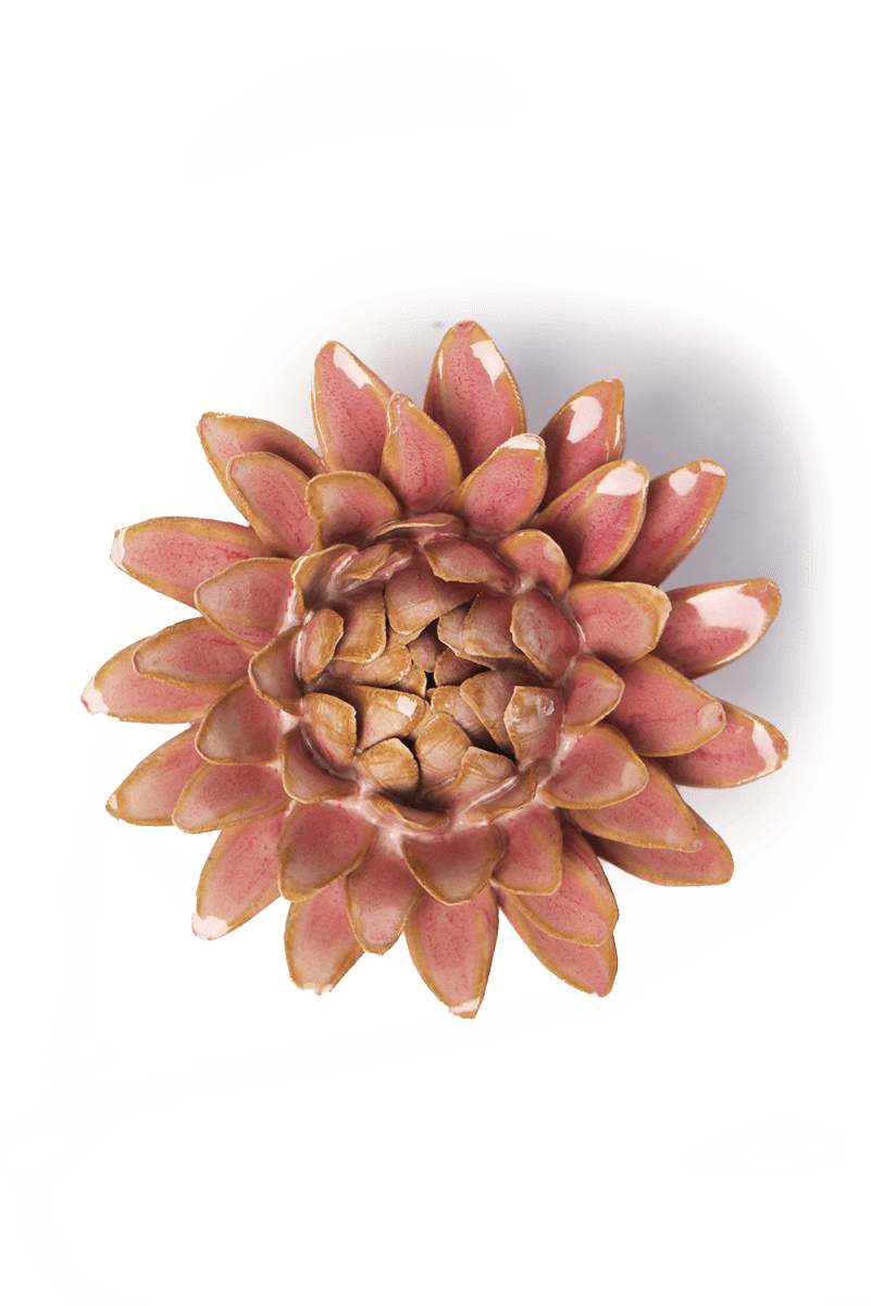 FR38 Rose Quartz Pink Strawflower - Chive US Wholesale