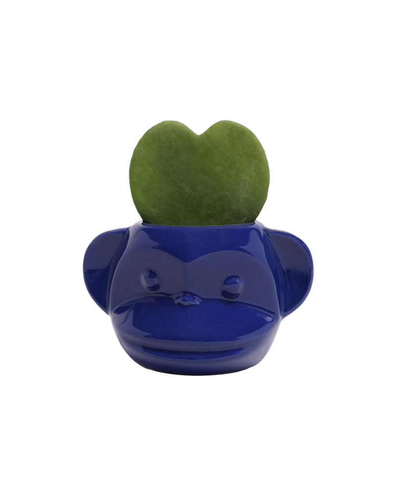 Funky Monkey Planter - Chive US Wholesale