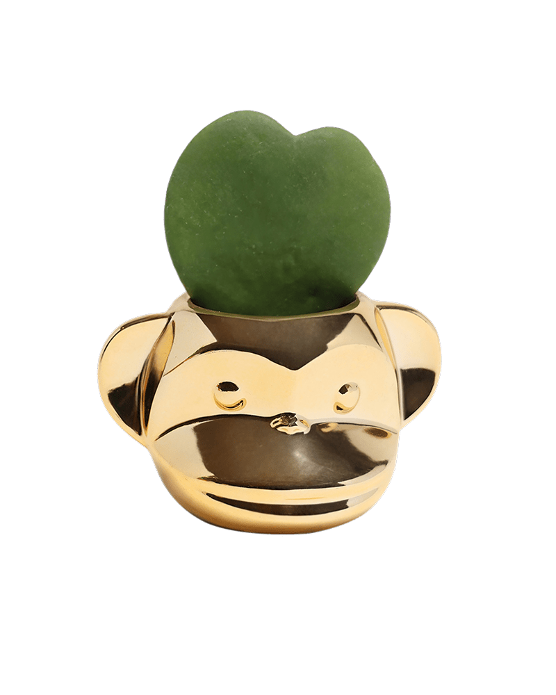 Funky Monkey Planter - Chive US Wholesale