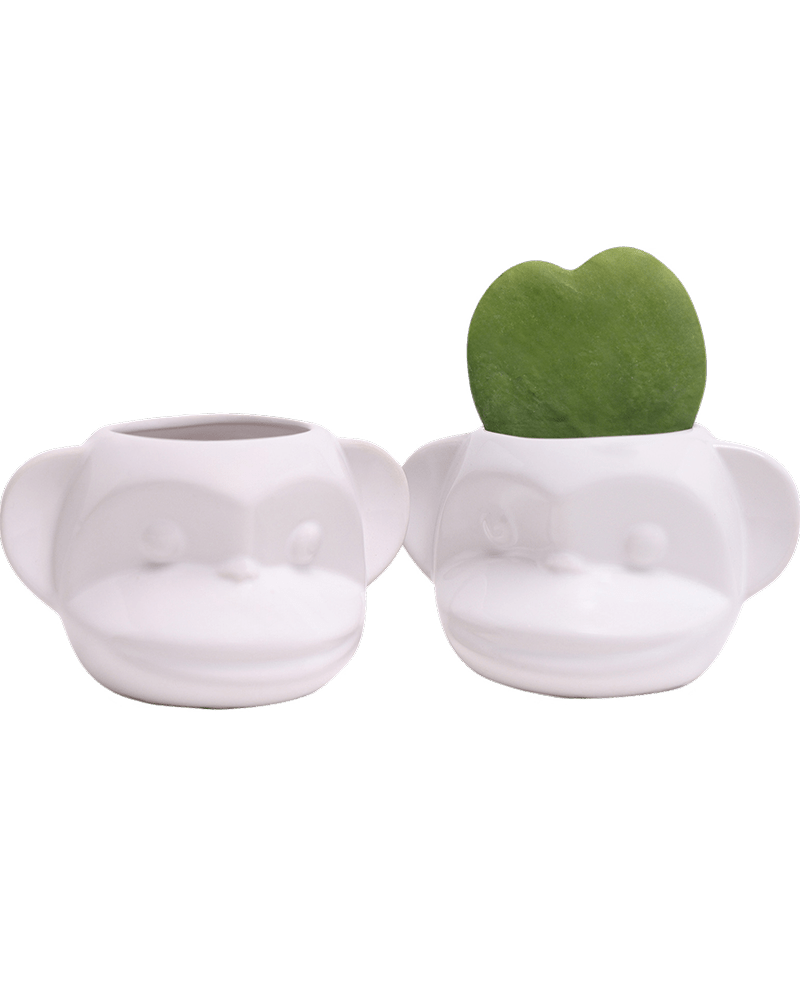 Funky Monkey Planter - Chive US Wholesale
