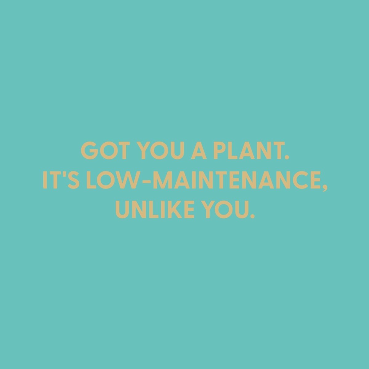 Got you a plant. It's low - maintenance, unlike you. - Greeting Card - Chive US Wholesale
