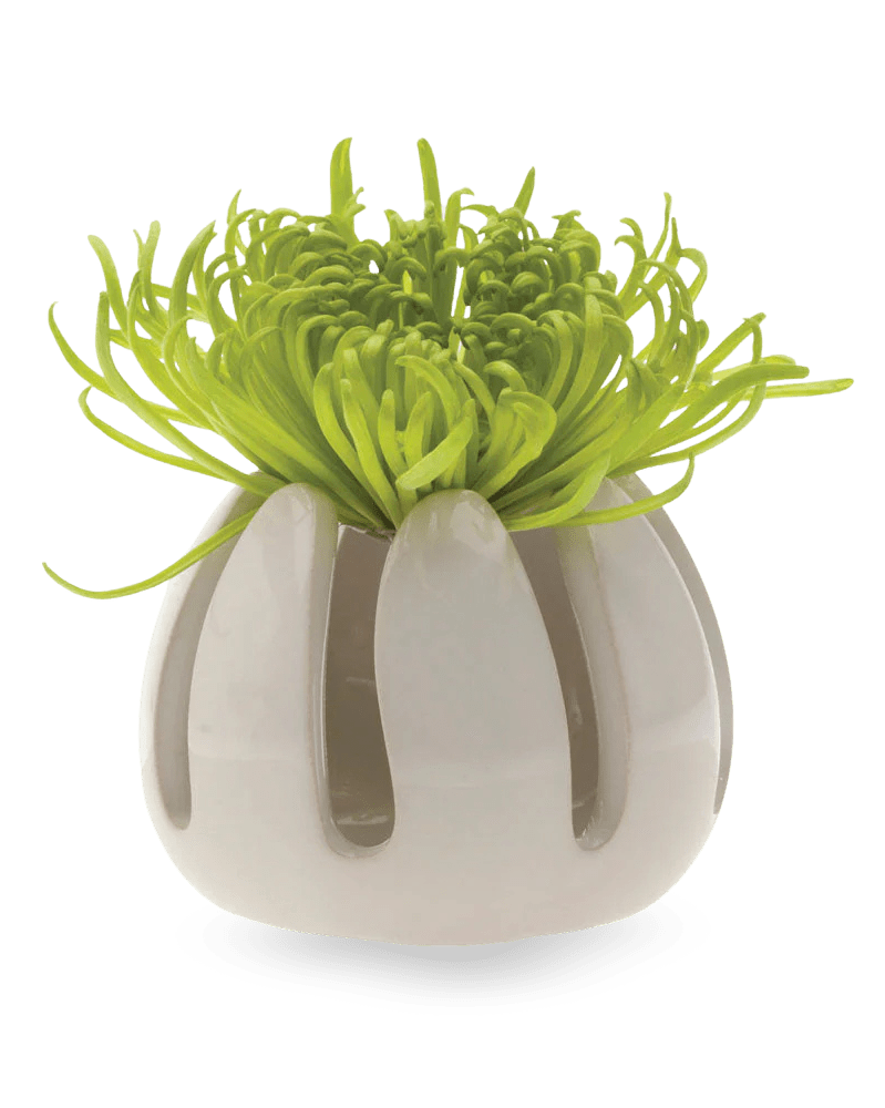 Gideon Ceramic Air Plant Container - Chive US Wholesale