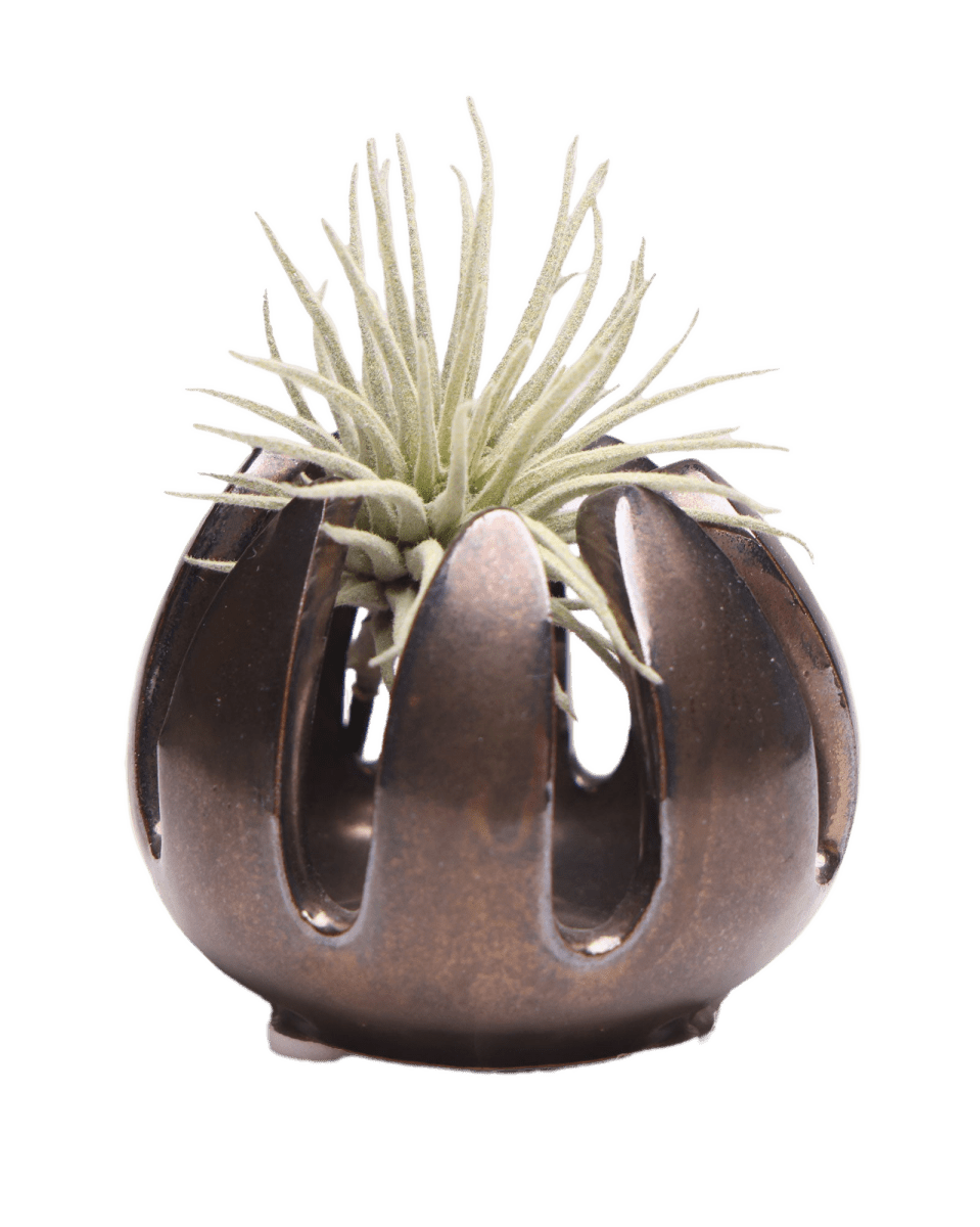 Gideon Ceramic Air Plant Container - Chive US Wholesale