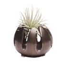 Gideon Ceramic Air Plant Container - Chive US Wholesale