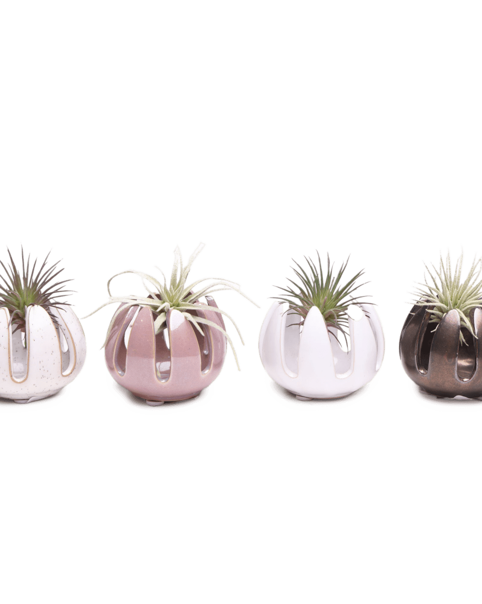 Gideon Ceramic Air Plant Container - Chive US Wholesale