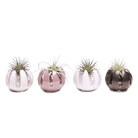 Gideon Ceramic Air Plant Container - Chive US Wholesale