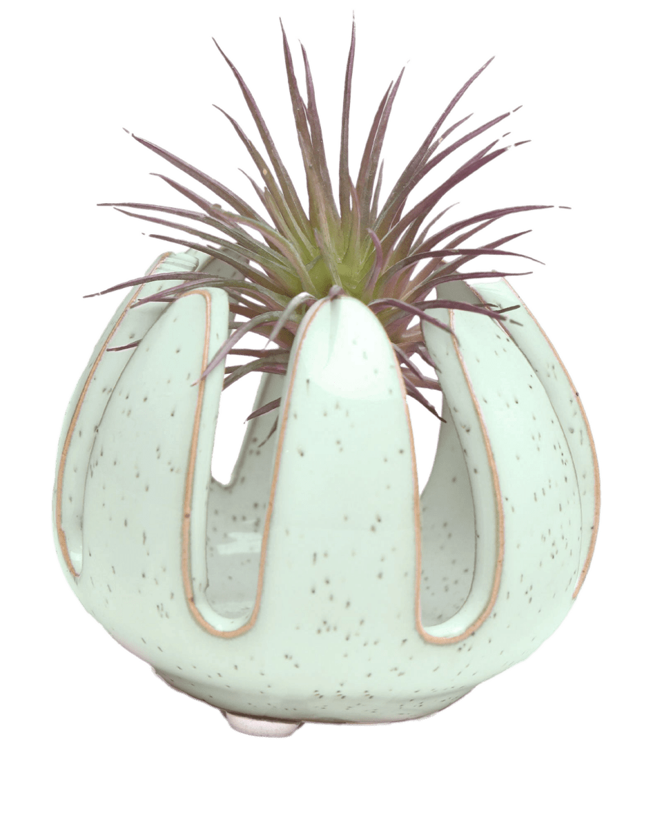 Gideon Ceramic Air Plant Container - Chive US Wholesale