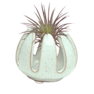 Gideon Ceramic Air Plant Container - Chive US Wholesale
