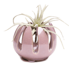 Gideon Ceramic Air Plant Container - Chive US Wholesale