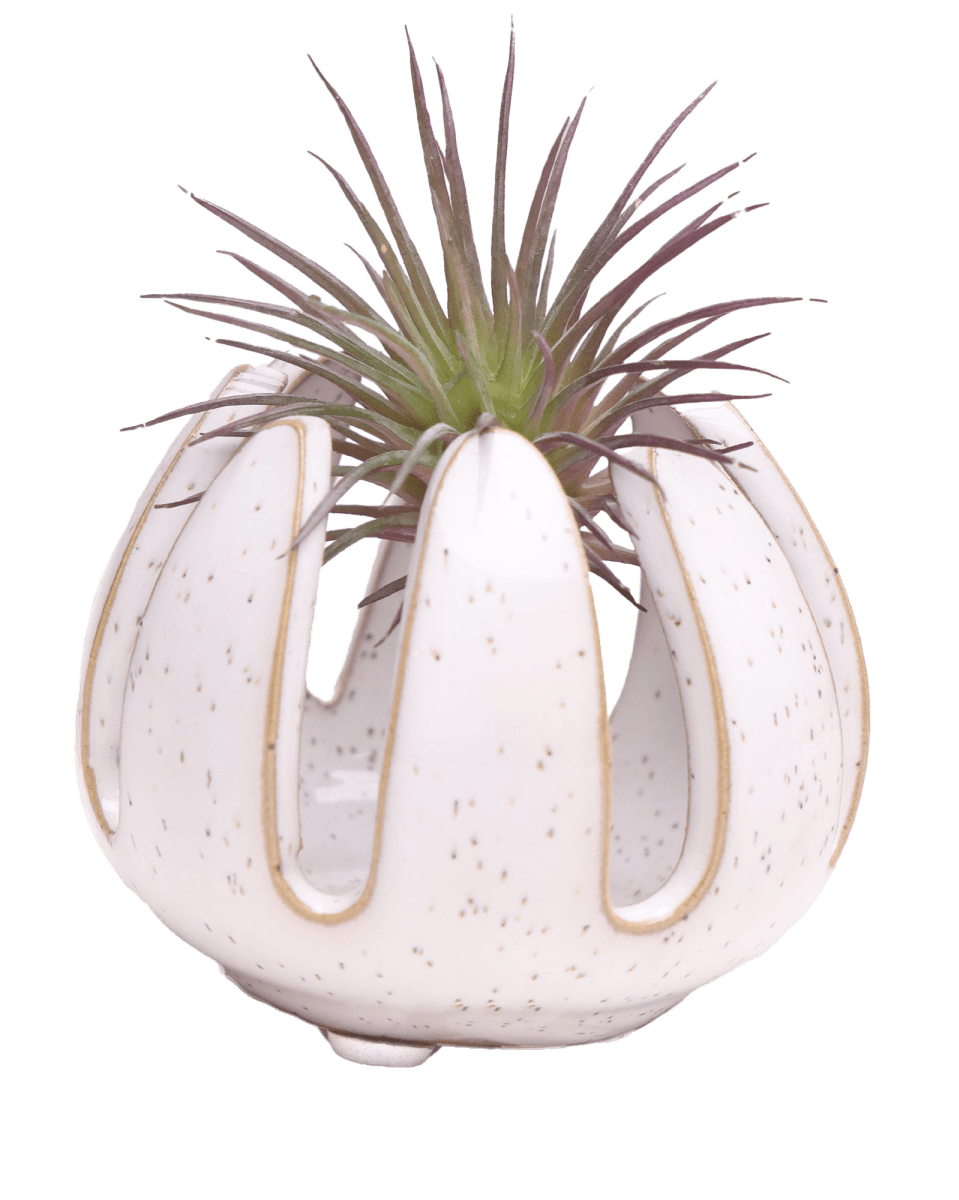 Gideon Ceramic Air Plant Container - Chive US Wholesale