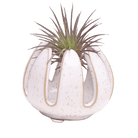 Gideon Ceramic Air Plant Container - Chive US Wholesale