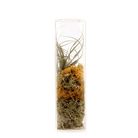 Cube Glass Modern Clear Flower Vase - Chive US Wholesale