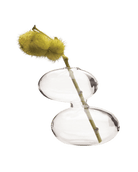 Raygun Glass Modern Clear Flower Vase - Chive US Wholesale