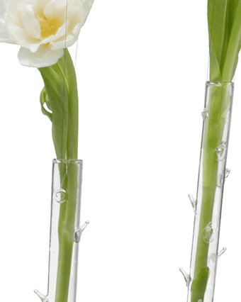 Hanging Thorn Glass Modern Clear Flower Vase - Chive US Wholesale
