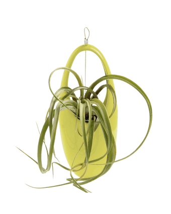 Hanging Aerium Ceramic For Succulents & Ikebana - Chive US Wholesale