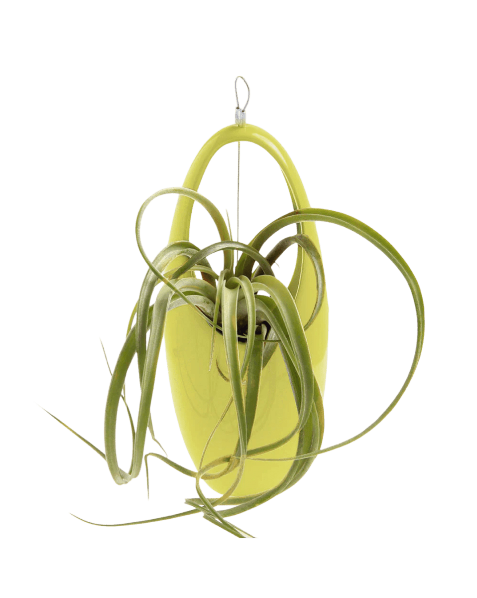 Hanging Aerium Ceramic For Succulents & Ikebana - Chive US Wholesale