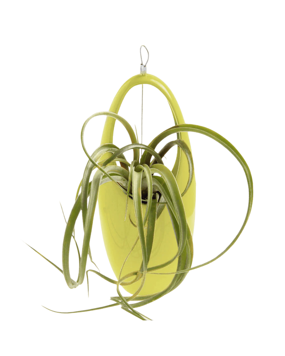 Hanging Aerium Ceramic For Succulents & Ikebana - Chive US Wholesale
