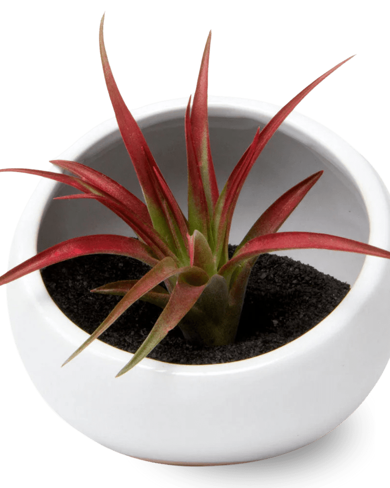 Half Moon Ceramic Terrarium Bowl - Chive US Wholesale