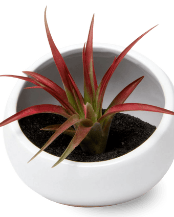 Half Moon Ceramic Terrarium Bowl - Chive US Wholesale