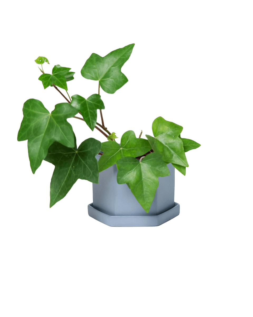Hexi Porcelain Pot With Drainage Hole - Chive US Wholesale