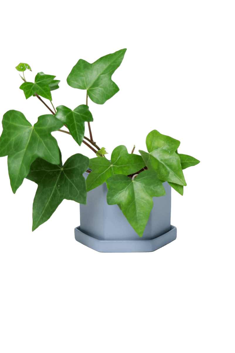 Hexi Porcelain Pot With Drainage Hole - Chive US Wholesale