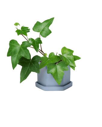 Hexi Porcelain Pot With Drainage Hole - Chive US Wholesale