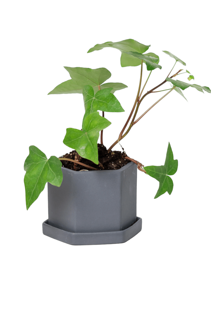 Hexi Porcelain Pot With Drainage Hole - Chive US Wholesale