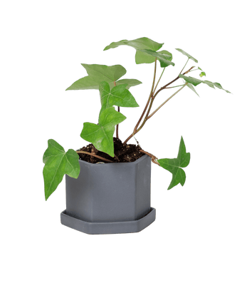 Hexi Porcelain Pot With Drainage Hole - Chive US Wholesale
