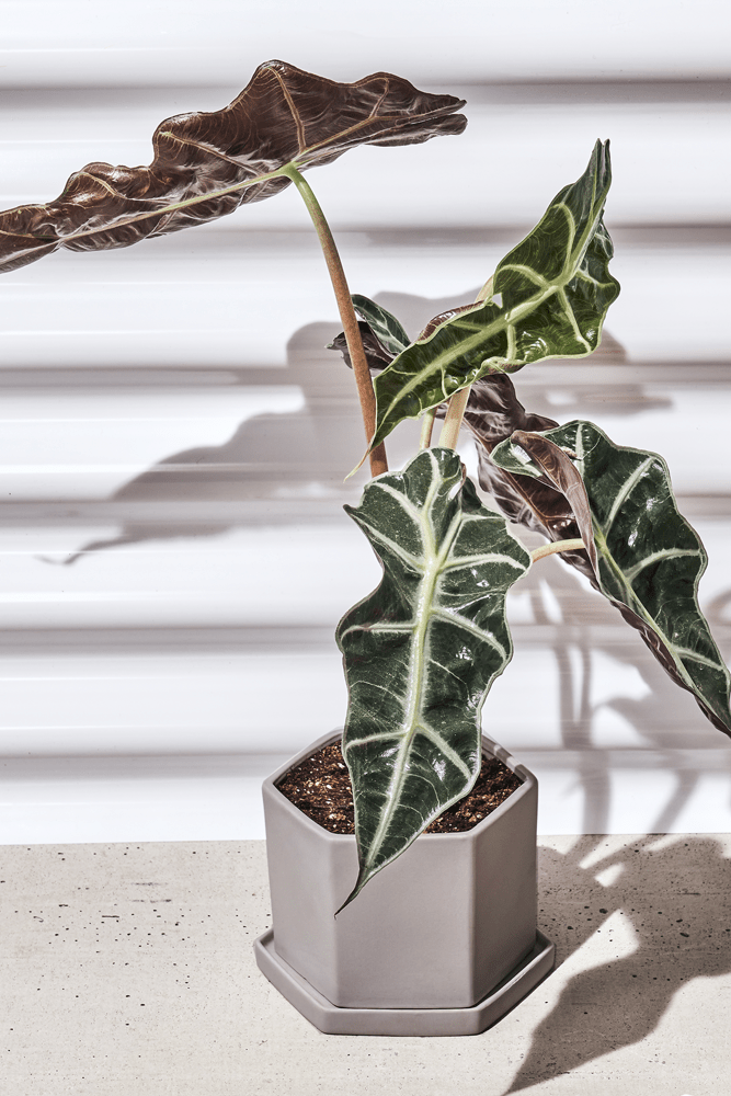 Hexi Porcelain Pot With Drainage Hole - Chive US Wholesale