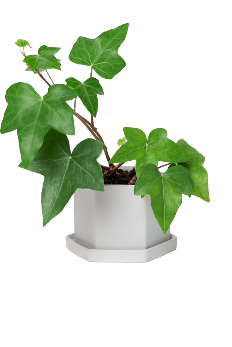 Hexi Porcelain Pot With Drainage Hole - Chive US Wholesale