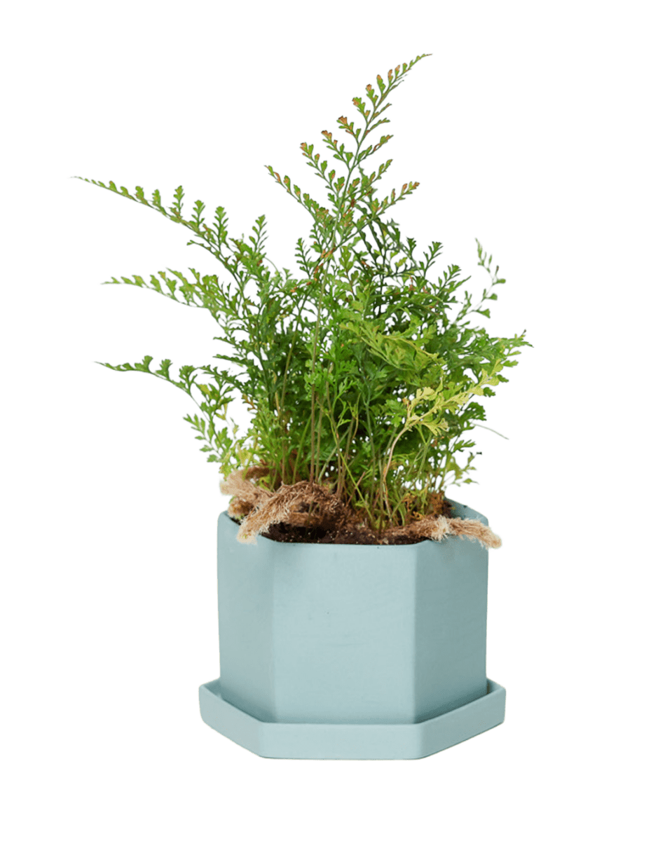 Hexi Porcelain Pot With Drainage Hole - Chive US Wholesale