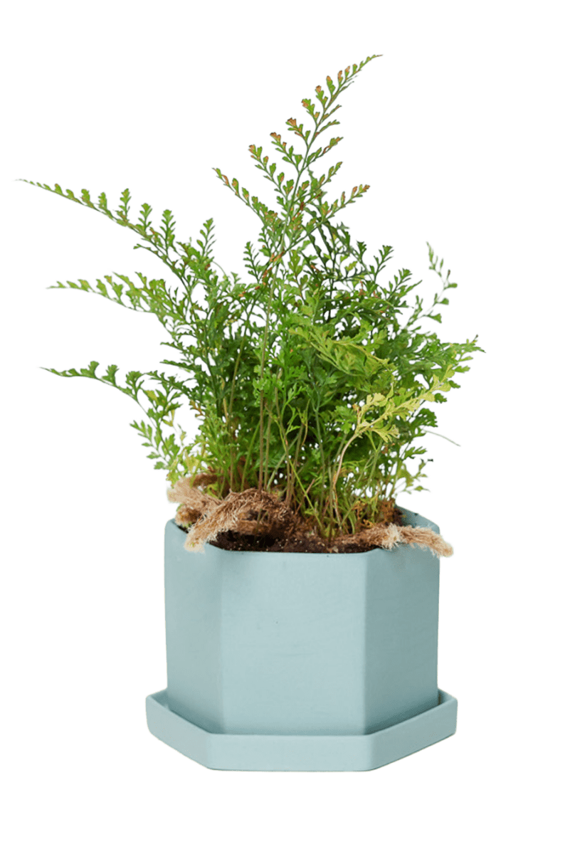 Hexi Porcelain Pot With Drainage Hole - Chive US Wholesale