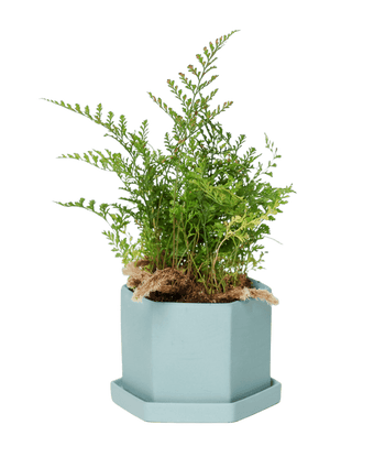 Hexi Porcelain Pot With Drainage Hole - Chive US Wholesale