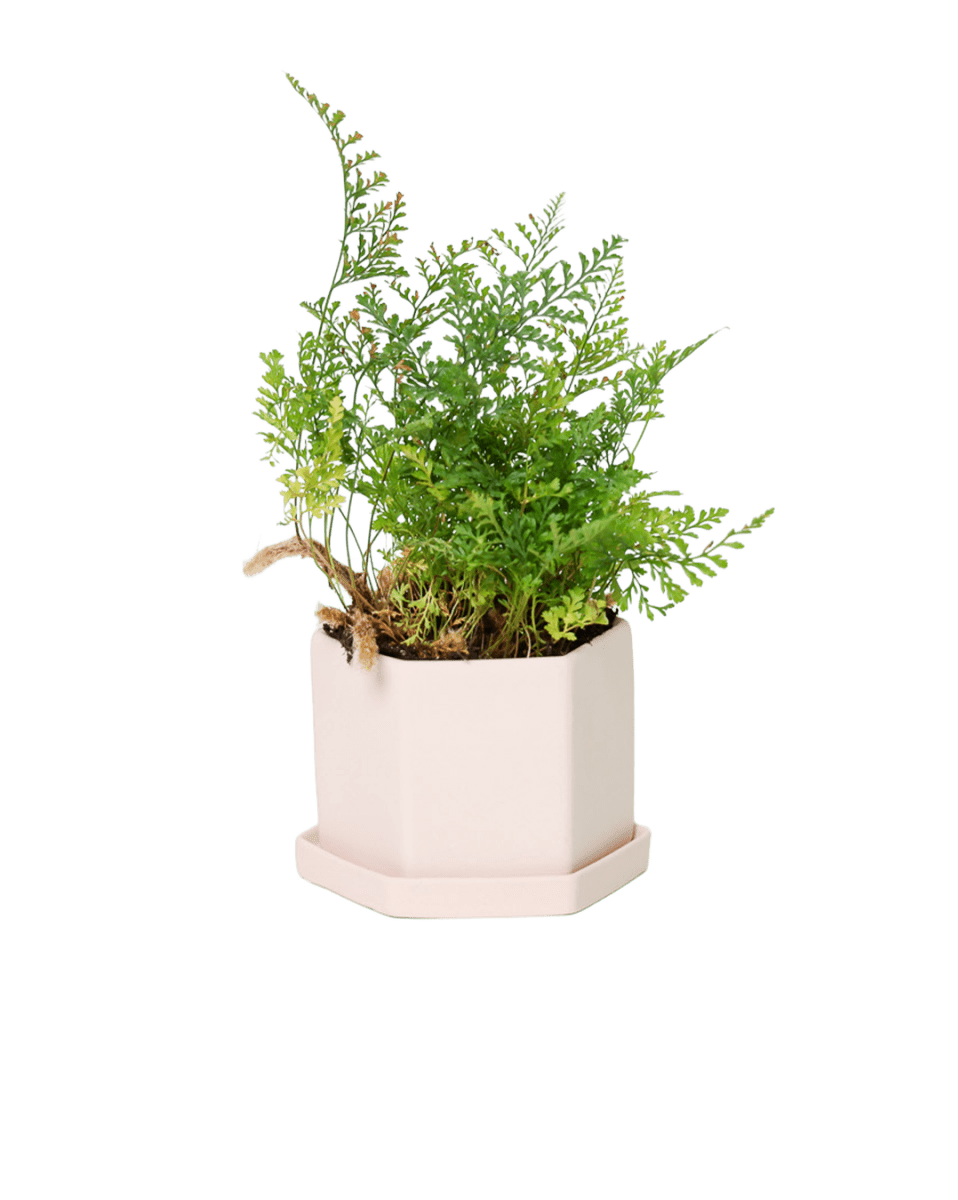 Hexi Porcelain Pot With Drainage Hole - Chive US Wholesale