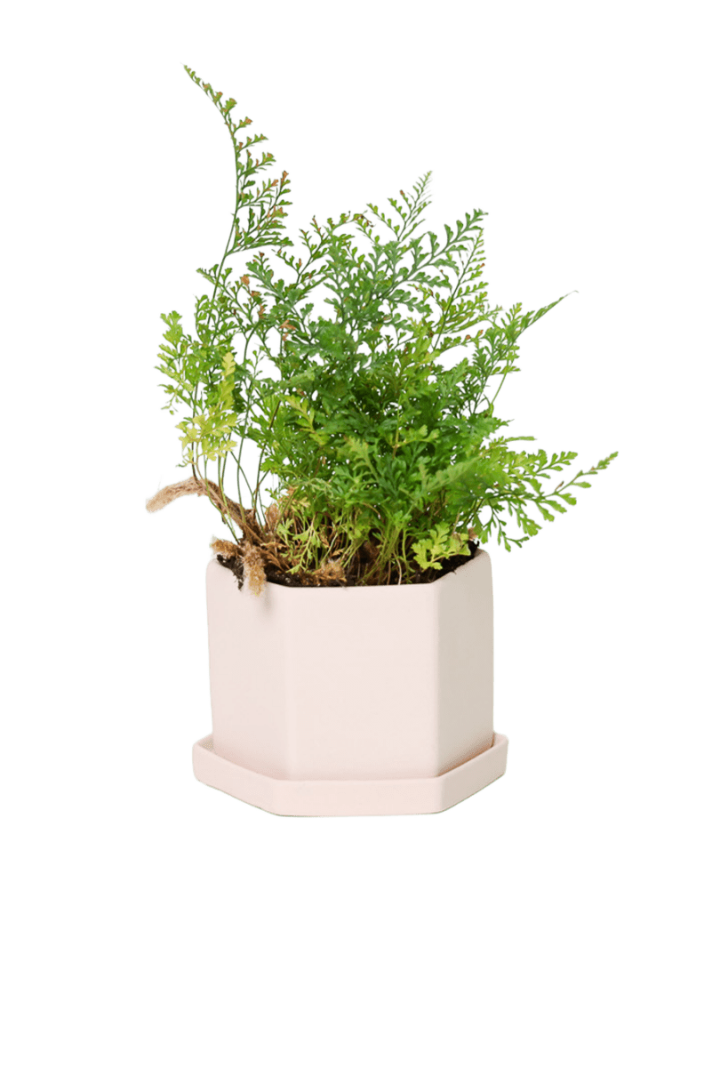 Hexi Porcelain Pot With Drainage Hole - Chive US Wholesale