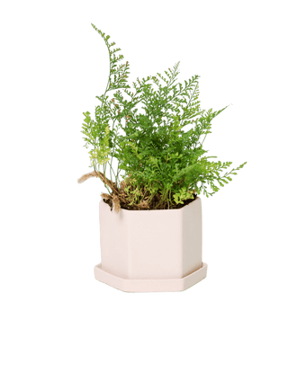 Hexi Porcelain Pot With Drainage Hole - Chive US Wholesale