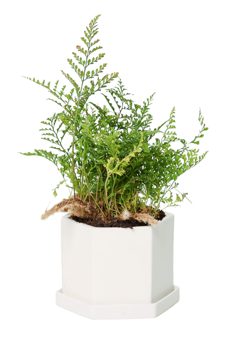 Hexi Porcelain Pot With Drainage Hole - Chive US Wholesale