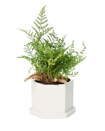 Hexi Porcelain Pot With Drainage Hole - Chive US Wholesale