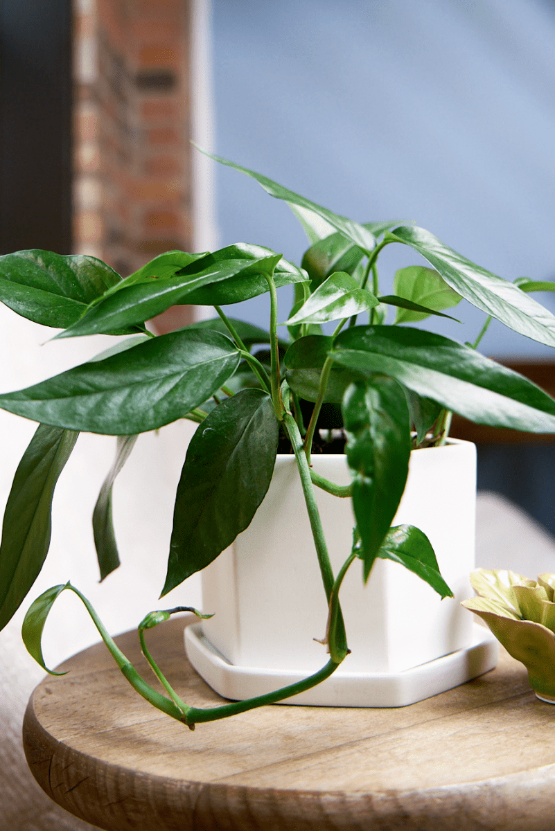 Hexi Porcelain Pot With Drainage Hole - Chive US Wholesale