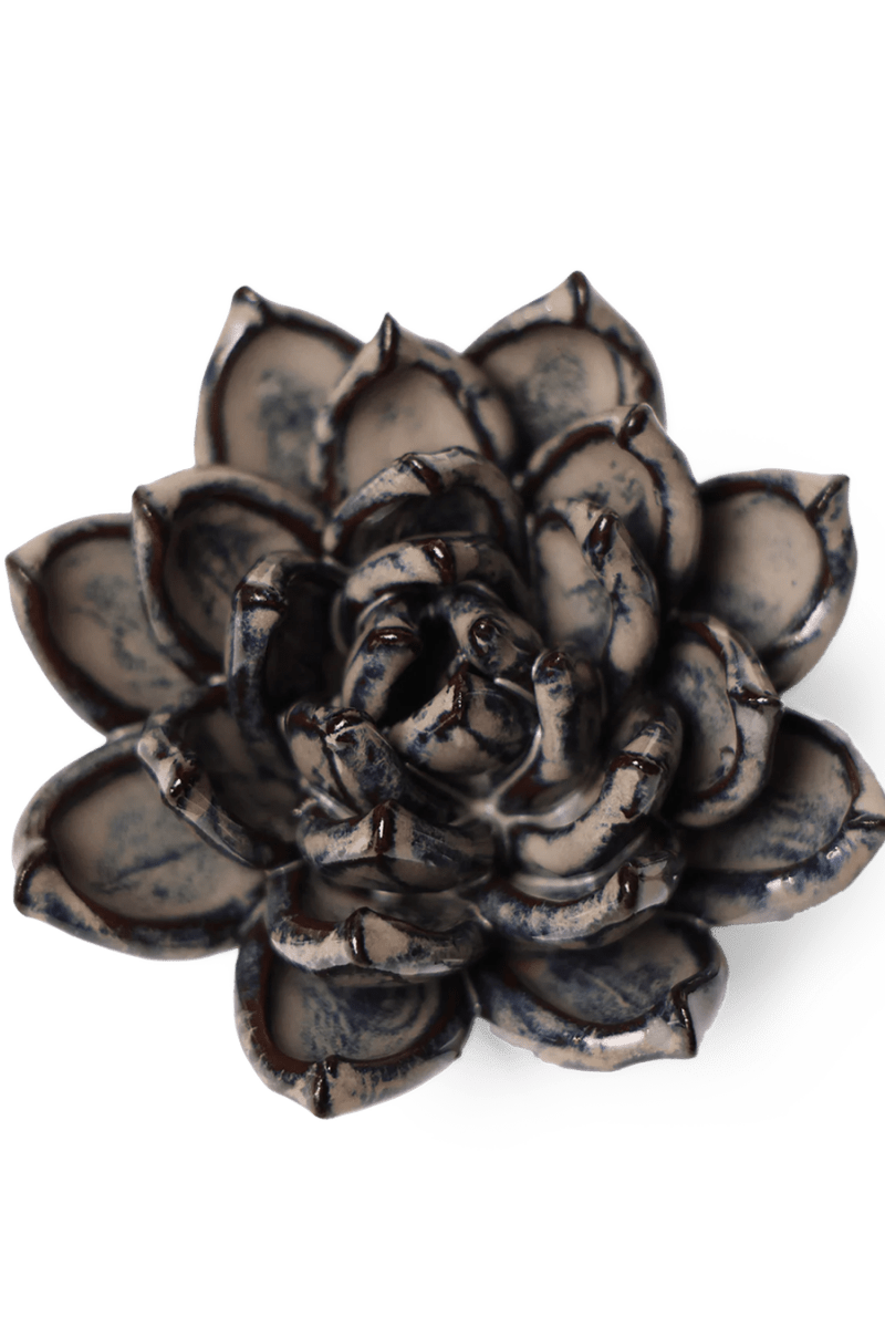 JA08 Latte Lola Echeveria - Chive US Wholesale