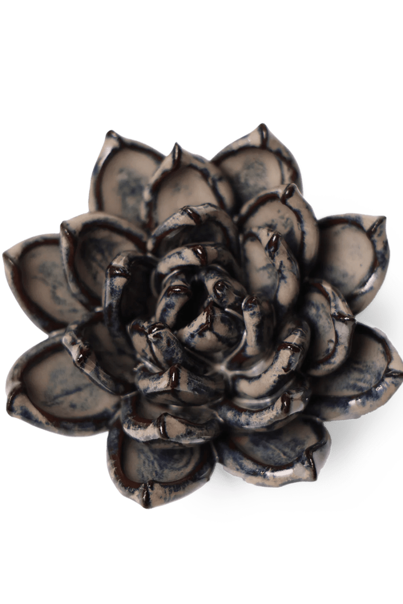 JA08 Latte Lola Echeveria - Chive US Wholesale