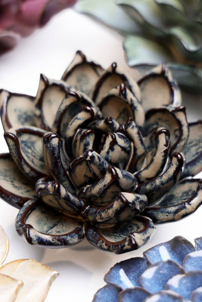 JA08 Latte Lola Echeveria - Chive US Wholesale
