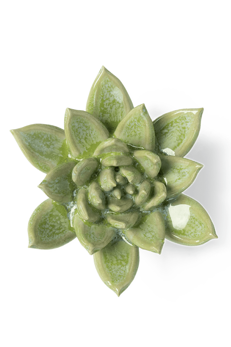 JA20 Pea Green Ghost Succulent - Chive US Wholesale
